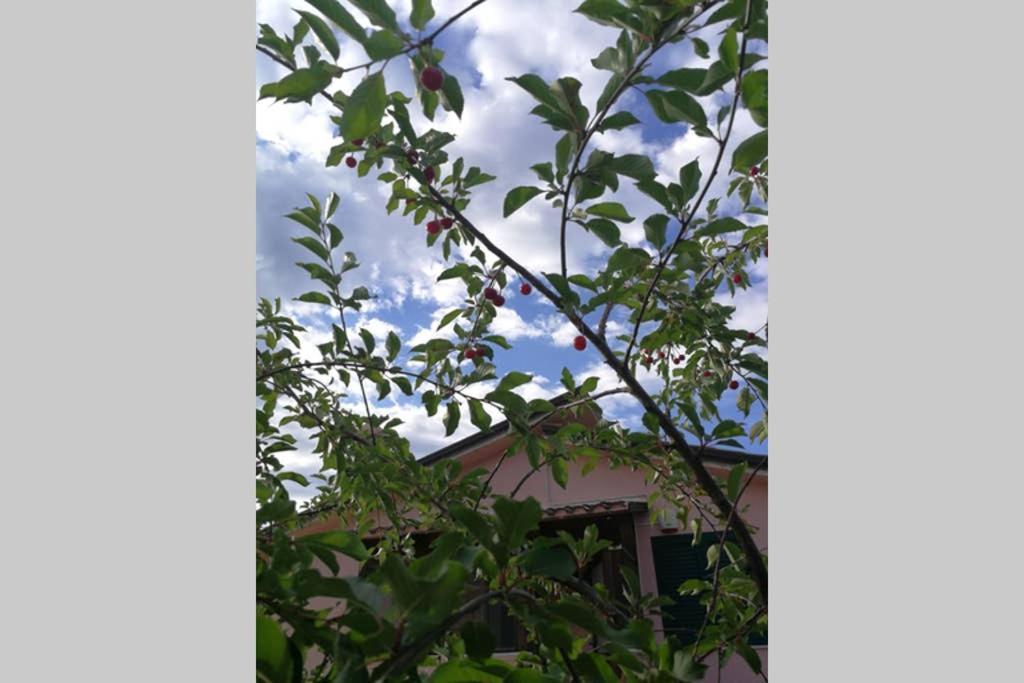 Villa Arenella Vieste Dış mekan fotoğraf