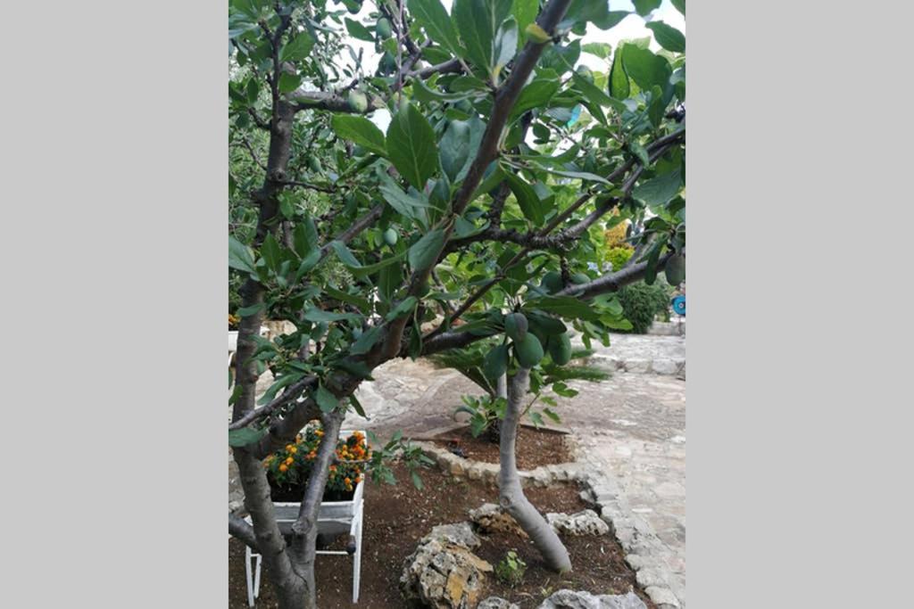 Villa Arenella Vieste Dış mekan fotoğraf